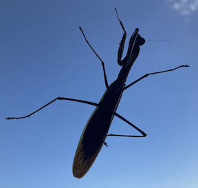 prayingmantis