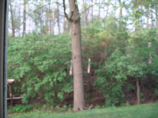 IMG_0601.JPG