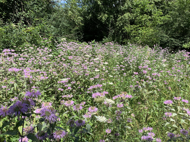 IMG_0262.jpeg